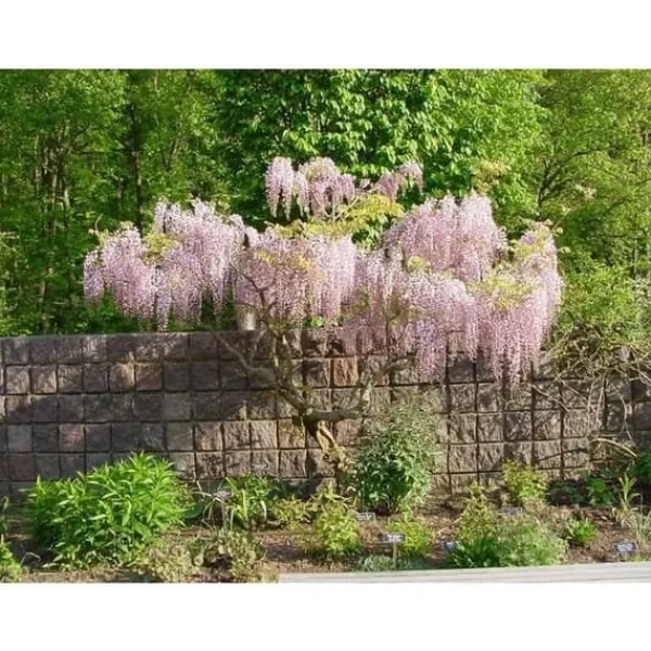 Clearance 1 VÄXT AV GLICINIA WISTERIA FLORIBUNDA ROSEA KRUKA 16CM Buskar
