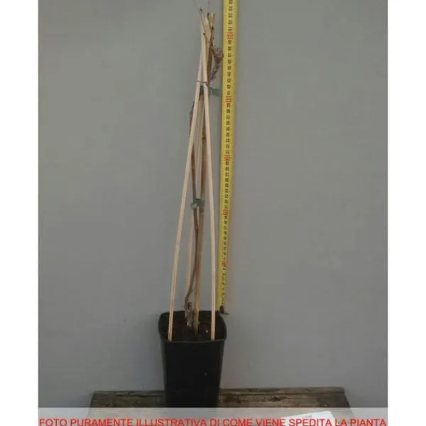 Clearance 1 VÄXT AV GLICINIA WISTERIA FLORIBUNDA ROSEA KRUKA 16CM Buskar