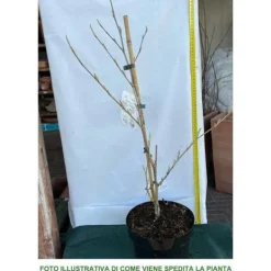 1 VÄXT AV HAMAMELIS INTERMEDIA ARNOLD PROMISE GUL VAS 23CM lövfällande