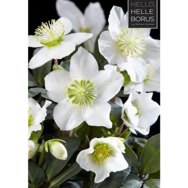Best 1 VÄXT AV HELLEBORUS CHRISTMAS CAROL XL RÖD JULEKRAFT VAS 17CM ELLEBORO PERENNE JUL Blommor