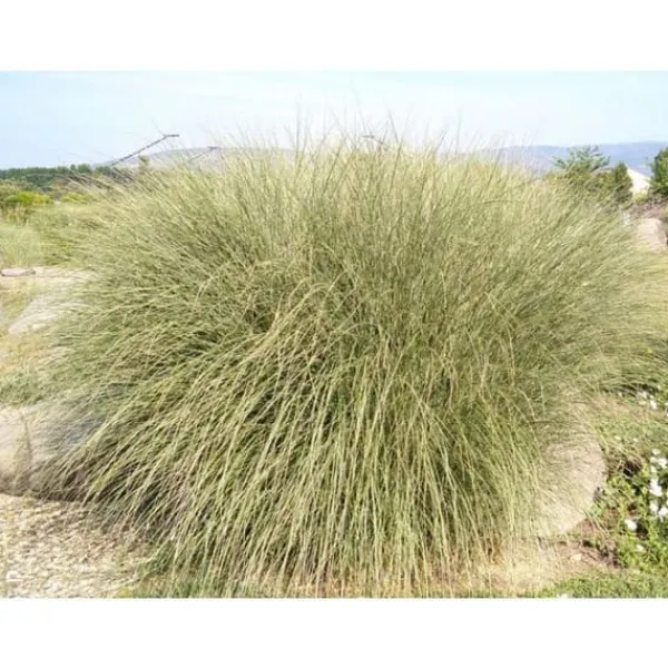 1 VÄXT AV MISCANTHUS SINENSIS MORNING LIGHT KRUKA 17CM Graminacea
