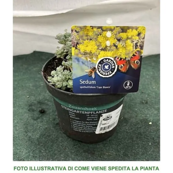 1 VÄXT AV SEDUM SPATHIFOLIUM CAPE BLANCO KRUKA 13CM