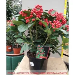 Discount 1 VÄXT AV SKIMMIA JAPONICA VEITCHII KRUKA 23CM Buskar