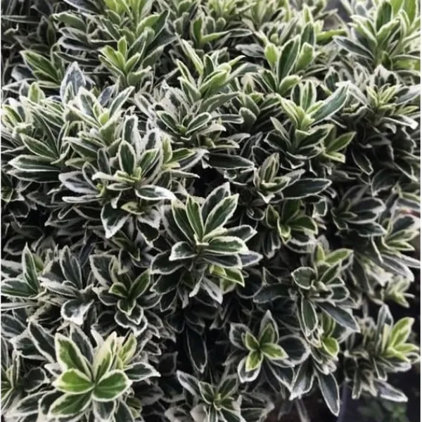 Discount 1 VÄXT EUONYMUS MICROPHYLLUS I EN KRUKA PÅ 9CM, UTEVÄXTER, STÄNDIGGRÖN Buskar