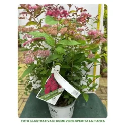 Hot 1 VÄXT SPIRAEA JAPONICA DOUBLE PLAY RED KRUKA 18CM Buskar