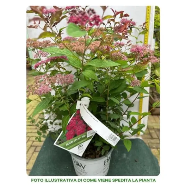 Hot 1 VÄXT SPIRAEA JAPONICA DOUBLE PLAY RED KRUKA 18CM Buskar