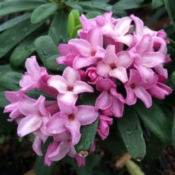 1 VÄXTA AV DAFNE PINK FRAGRANCE I KRUKA 17CM, VÄXTER FÖR UTEBRUK