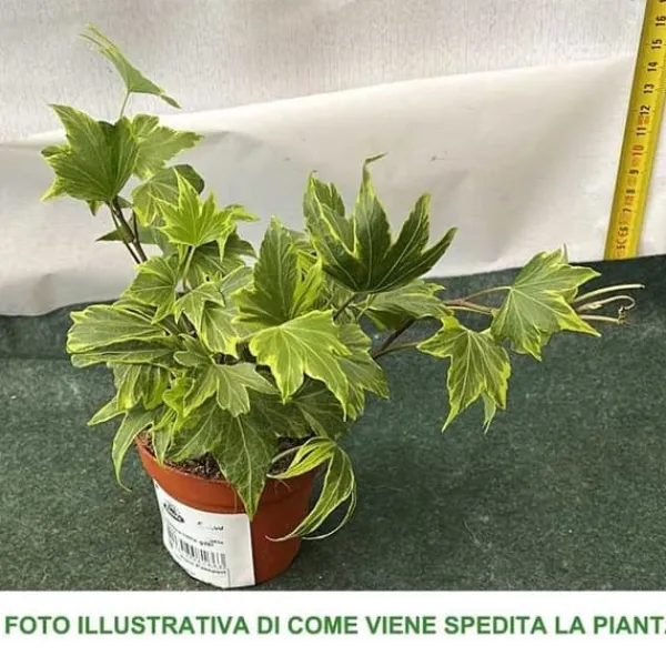 Discount 1 VÄXTA AV EDERA HELIX VARIEGATA KRUKA 9CM klätterväxt vägg pergola Trädgårdsväxter