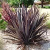 Discount 1 VÄXTA AV PHORMIUM TENAX PURPUREUM I KRUKA 24CM, UTOMHUSVÄXTER, EVIGGRÖN Trädgårdsväxter