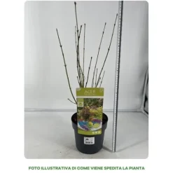 1 VÄXTER AV MAPLE PALMATUM FESTIVAL TRE FÄRGER KÄRL 19CM UTOMHUSVÄXTER