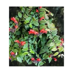 Online 1 VÄXTHUS AESCHYNANTHUS CARINA KRUKA 11CM Krukväxter Inomhus