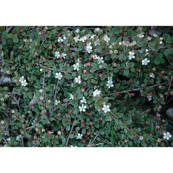 1 VÄXTHUS COTONEASTER COTOGNASTRO DAMMERI STREIB'S FINDLING KRUKA 12CM Eviggrön