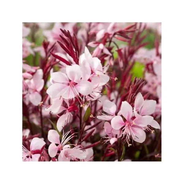 New 1 VÄXTI AV GAURA KRUKA 14CM Blommor