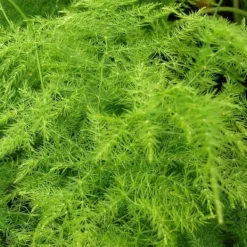 Clearance 1 VÄXTPLAN ELLER ASPARAGUS PLUMOSUS KRUKA 12CM inomhus asparagina Krukväxter Inomhus