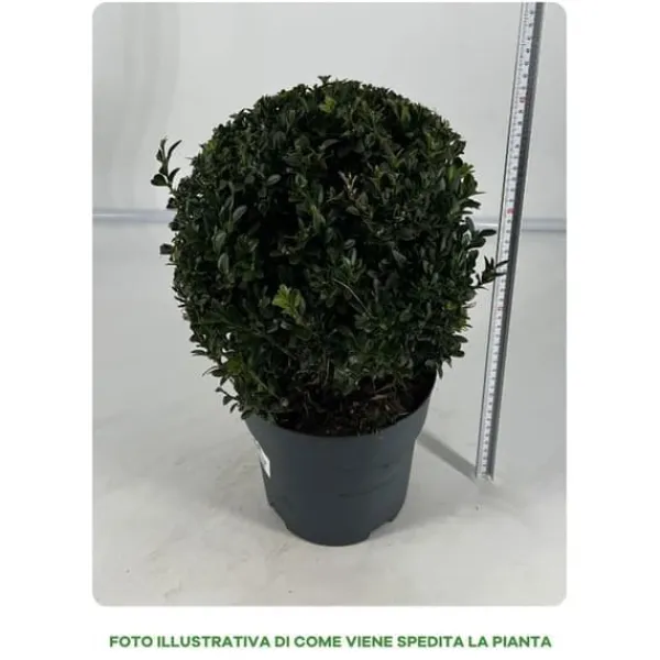 1 VÄXTS BUXSUS I KRUKA 19CM UTEVÄXT