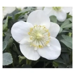 1 VÄXTS HELLEBORUS CHRISTMAS CAROL I KRUKA 15CM, UTOMHUSVÄXTER, EVIGGRÖN, BALKONGBLOMMAR