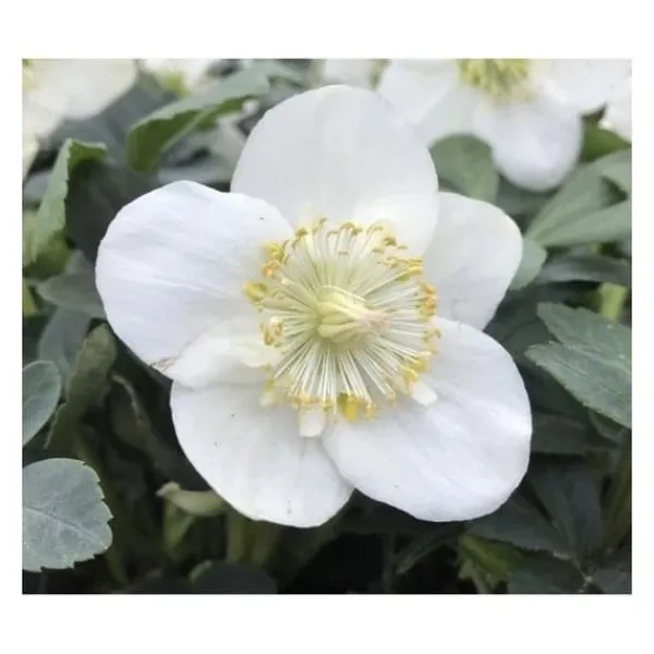 1 VÄXTS HELLEBORUS CHRISTMAS CAROL I KRUKA 15CM, UTOMHUSVÄXTER, EVIGGRÖN, BALKONGBLOMMAR