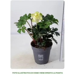 1 VÄXTS HELLEBORUS CHRISTMAS CAROL I KRUKA 15CM, UTOMHUSVÄXTER, EVIGGRÖN, BALKONGBLOMMAR