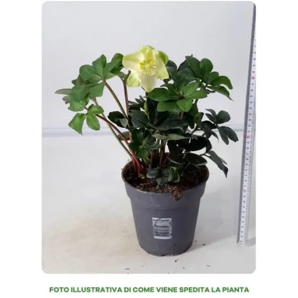 1 VÄXTS HELLEBORUS CHRISTMAS CAROL I KRUKA 15CM, UTOMHUSVÄXTER, EVIGGRÖN, BALKONGBLOMMAR