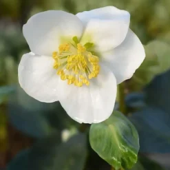 Sale 1 VÄXTS HELLEBORUS JULSÅNG I KRUKA 15CM, UTOMHUSVÄXTER, STÄNDIGGRÖN, BALKONGBLOMMAR Blommor
