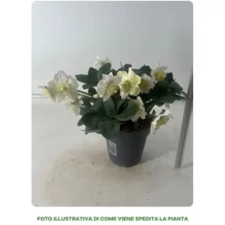 Sale 1 VÄXTS HELLEBORUS JULSÅNG I KRUKA 15CM, UTOMHUSVÄXTER, STÄNDIGGRÖN, BALKONGBLOMMAR Blommor
