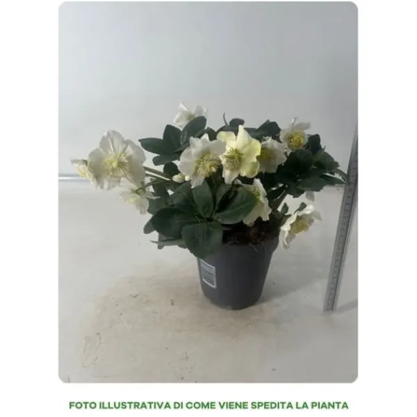 Sale 1 VÄXTS HELLEBORUS JULSÅNG I KRUKA 15CM, UTOMHUSVÄXTER, STÄNDIGGRÖN, BALKONGBLOMMAR Blommor