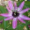 Discount 1 VÄXTS PASSIFLORA VICTORIA I KRUKA 17CM, UTOMHUSVÄXTER, KLOVARNAR Blommor
