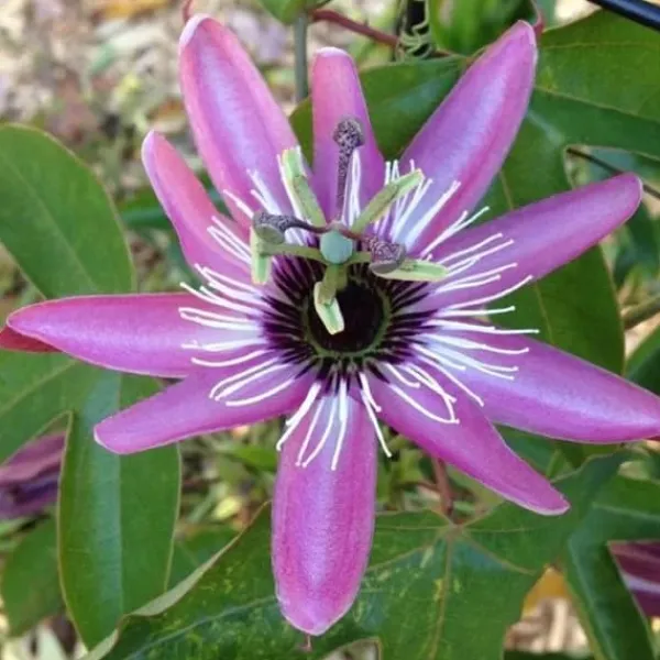 Discount 1 VÄXTS PASSIFLORA VICTORIA I KRUKA 17CM, UTOMHUSVÄXTER, KLOVARNAR Blommor