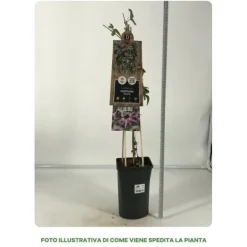 Discount 1 VÄXTS PASSIFLORA VICTORIA I KRUKA 17CM, UTOMHUSVÄXTER, KLOVARNAR Blommor