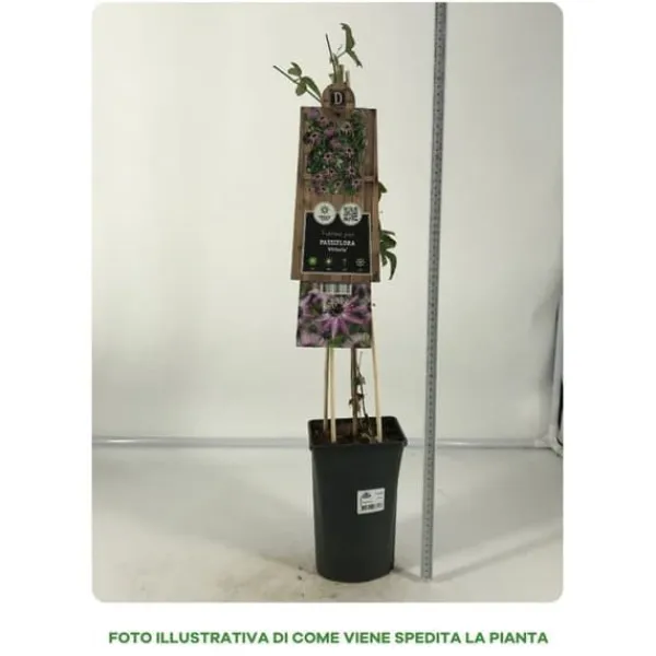 Discount 1 VÄXTS PASSIFLORA VICTORIA I KRUKA 17CM, UTOMHUSVÄXTER, KLOVARNAR Blommor