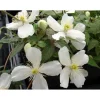 Clearance 1 VÄXTSKOTT AV CLEMATIS MONTANA GRANDIFLORA KRUKA 16CM CLEMATIS Trädgårdsväxter