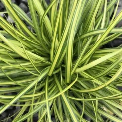 Online 1 VÄXTSLAG AV CAREX OSHIMENSIS EVERGOLD I KRUKA 17CM, UTVÄXT, GRÄNSVÄXTER, PERENNE, ALLTID GRÖN. Trädgårdsväxter