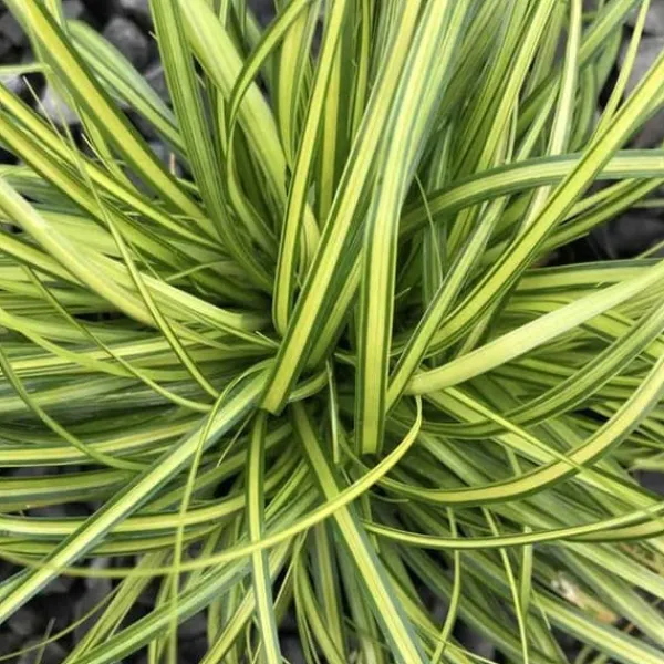 Online 1 VÄXTSLAG AV CAREX OSHIMENSIS EVERGOLD I KRUKA 17CM, UTVÄXT, GRÄNSVÄXTER, PERENNE, ALLTID GRÖN. Trädgårdsväxter