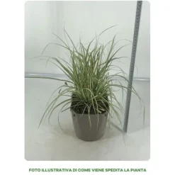 Online 1 VÄXTSLAG AV CAREX OSHIMENSIS EVERGOLD I KRUKA 17CM, UTVÄXT, GRÄNSVÄXTER, PERENNE, ALLTID GRÖN. Trädgårdsväxter