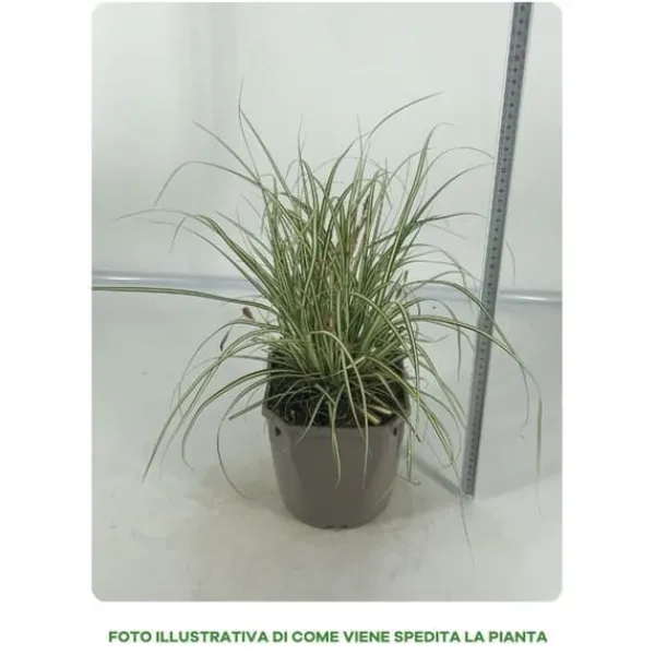 Online 1 VÄXTSLAG AV CAREX OSHIMENSIS EVERGOLD I KRUKA 17CM, UTVÄXT, GRÄNSVÄXTER, PERENNE, ALLTID GRÖN. Trädgårdsväxter