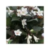 Hot 1 VÄXTTYP AV WEIGELA EBONY AND IVORY VAS 23CM LÖVFALLANDE Buskar