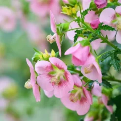 Clearance Afrikansk malva - Set om 3 - Anisodontea 'El Rayo' - Höjd 25-40cm - ⌀9cm Buskar