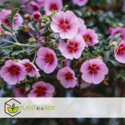 Clearance Afrikansk malva - Set om 3 - Anisodontea 'El Rayo' - Höjd 25-40cm - ⌀9cm Buskar