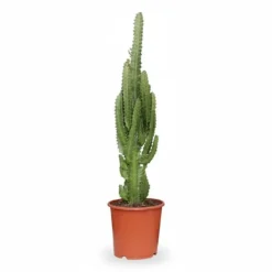 Afrikansk Mjölkträd (Euphorbia Trigona) Ø17 cm, Höjd ca 70 cm