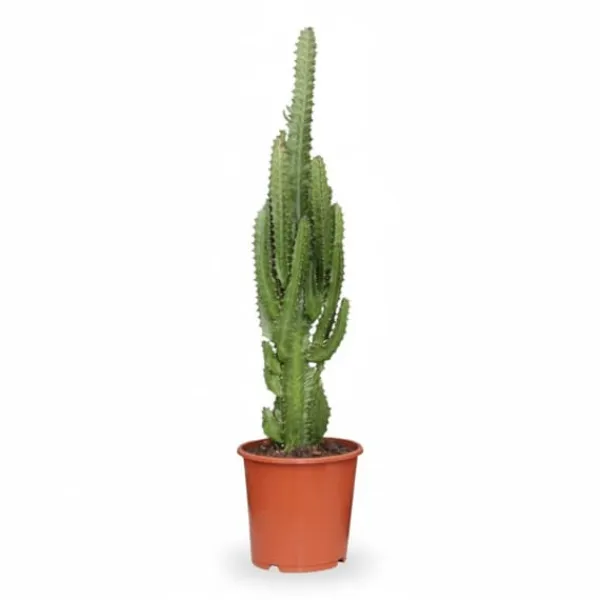 Afrikansk Mjölkträd (Euphorbia Trigona) Ø17 cm, Höjd ca 70 cm