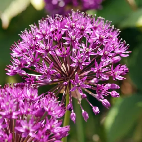 Discount Allium lökar - Set om 30 - Allium 'Purple Sensation' - Blomlökar - Purpur Fröer & Lökar