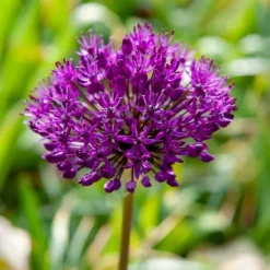 Discount Allium lökar - Set om 30 - Allium 'Purple Sensation' - Blomlökar - Purpur Fröer & Lökar