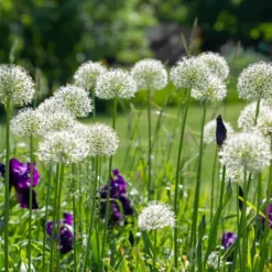 Sale Allium lökar - Set om 6 - Allium 'Mount Everest' - Blomlökar - Vit Fröer & Lökar