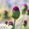Hot Allium lökar - Set om 200 - Allium 'Sphaerocephalon' - Blomlökar - Purpur Fröer & Lökar
