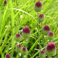 Hot Allium lökar - Set om 200 - Allium 'Sphaerocephalon' - Blomlökar - Purpur Fröer & Lökar