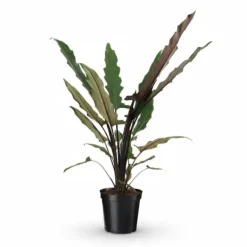 Alocasia Lauterbachiana Krukväxt Ø19 cm, Höjd ca 80 cm Krukväxter Inomhus