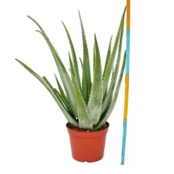 Aloe Vera - ca. 7-8 år gammal - 21cm kruka, stor och mycket gammal planta