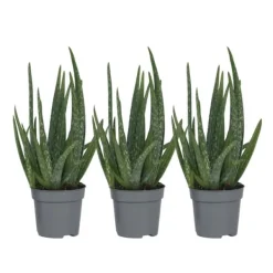 Aloe vera - Set om 3 - Aloe barbadensis - Höjd 25-40cm - ⌀10,5cm Krukväxter Inomhus