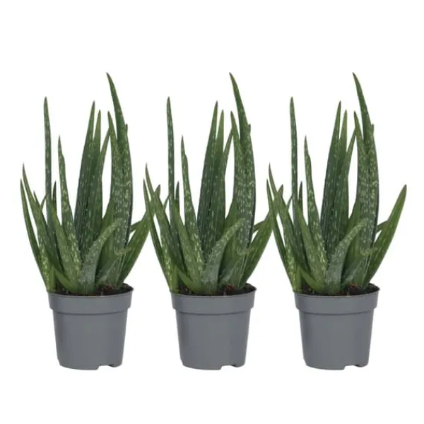 Aloe vera - Set om 3 - Aloe barbadensis - Höjd 25-40cm - ⌀10,5cm Krukväxter Inomhus