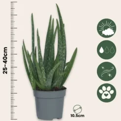 Aloe vera - Set om 3 - Aloe barbadensis - Höjd 25-40cm - ⌀10,5cm Krukväxter Inomhus